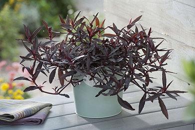 Fami通《塞尔达：御天之剑HD》评分出炉 34分体感控制不佳未达白金